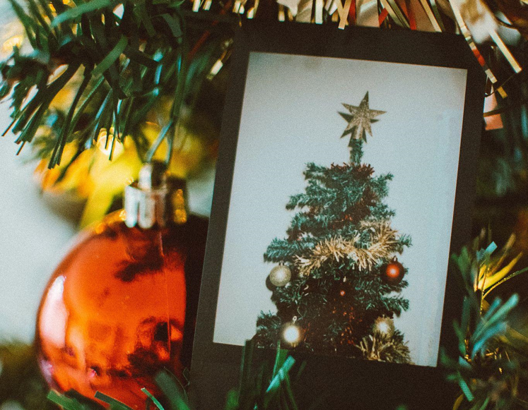 King of Christmas and Lit Christmas Trees